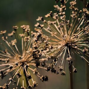 allium, ornamental onion, blossom-7313550.jpg