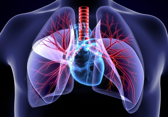 3Dillustration medical illustration of the heart and lung